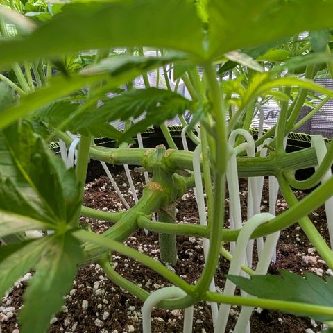 White Widow growlog timeline photo