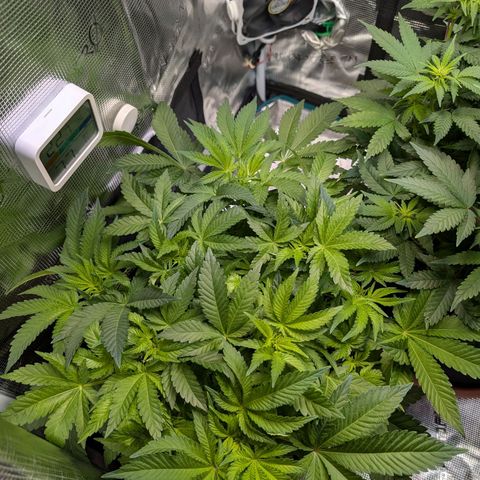 White Widow growlog timeline photo