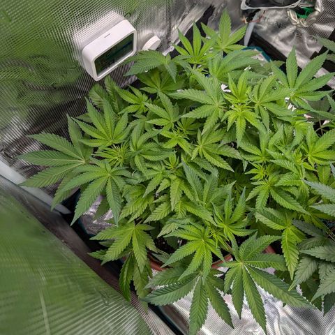 White Widow growlog timeline photo