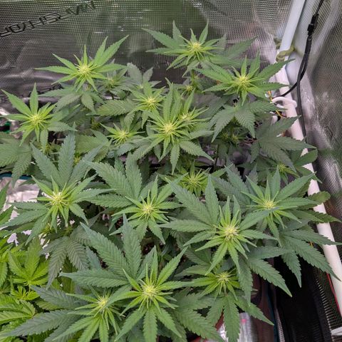 Green Poison growlog timeline photo