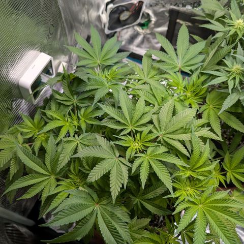 White Widow growlog timeline photo