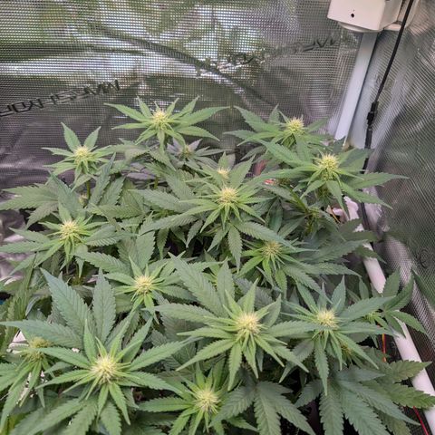 Green Poison growlog timeline photo