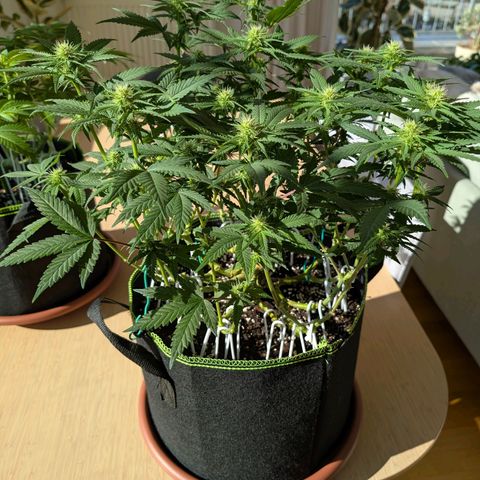 Green Poison growlog timeline photo