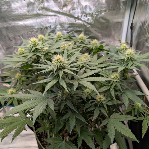 Green Poison growlog timeline photo