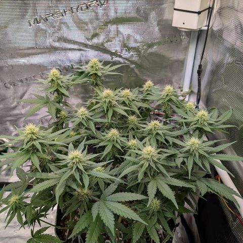 Green Poison growlog timeline photo