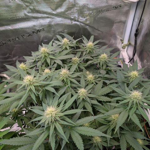 Green Poison growlog timeline photo