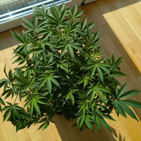 White Widow growlog timeline photo