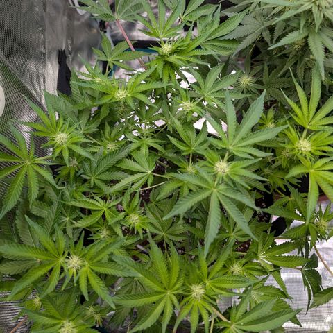White Widow growlog timeline photo
