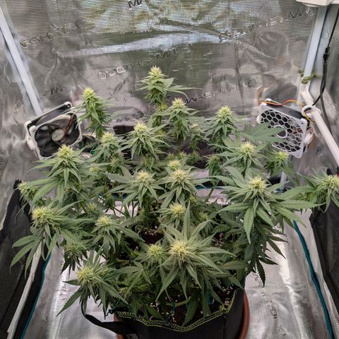 Green Poison growlog timeline photo