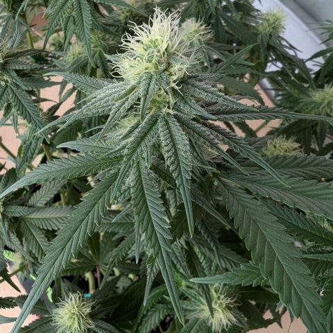 Green Poison growlog timeline photo