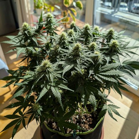 Green Poison growlog timeline photo