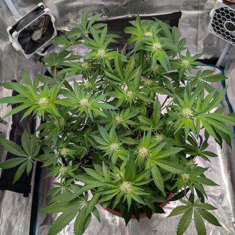 White Widow growlog timeline photo