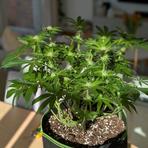 White Widow growlog timeline photo