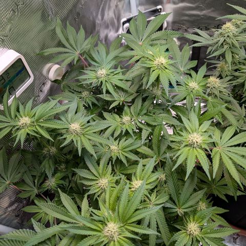 White Widow growlog timeline photo