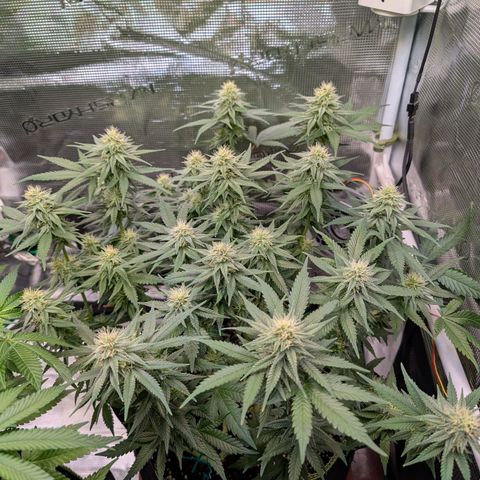 Green Poison growlog timeline photo