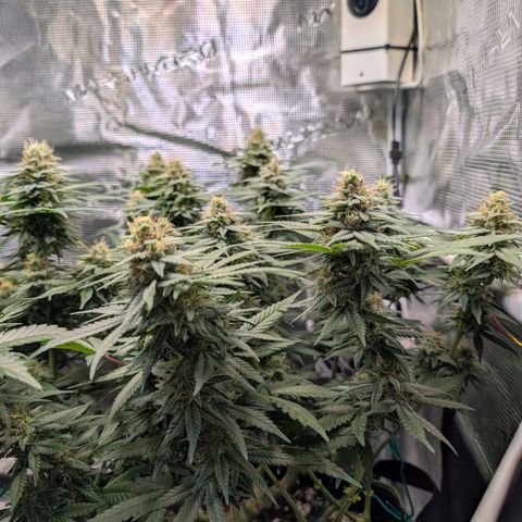 Green Poison growlog timeline photo