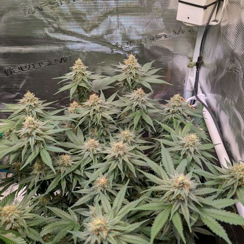 Green Poison growlog timeline photo