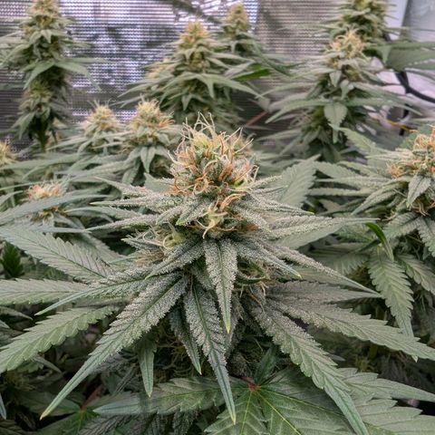 Green Poison growlog timeline photo
