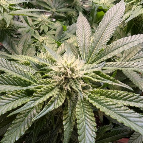 White Widow growlog timeline photo