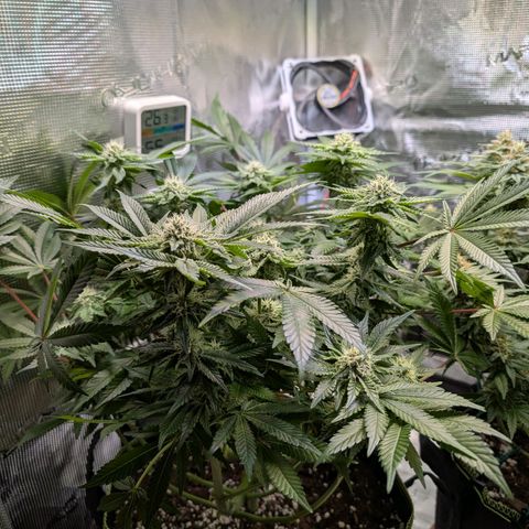 White Widow growlog timeline photo