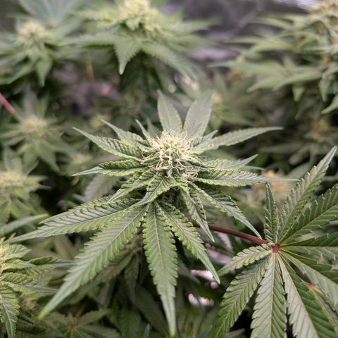 White Widow growlog timeline photo
