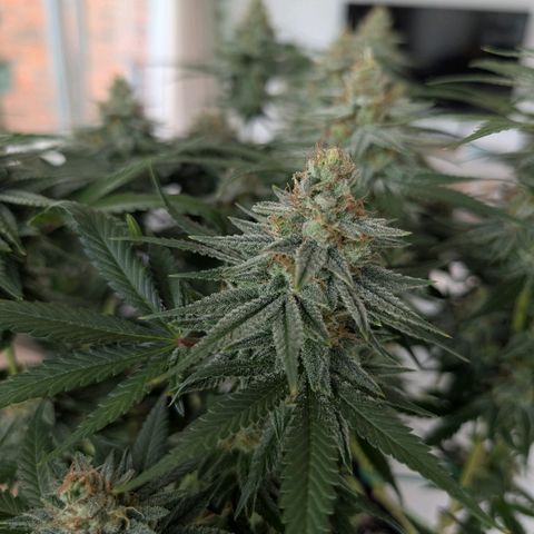 Green Poison growlog timeline photo