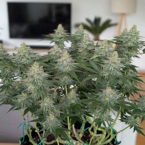 Green Poison growlog timeline photo