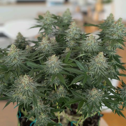 Green Poison growlog timeline photo
