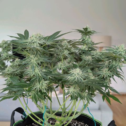 White Widow growlog timeline photo