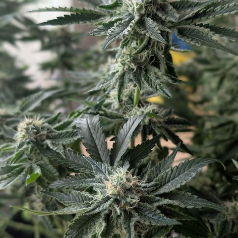 White Widow growlog timeline photo