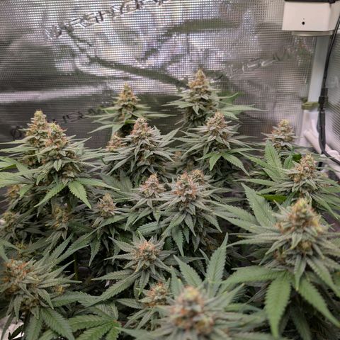 Green Poison growlog timeline photo