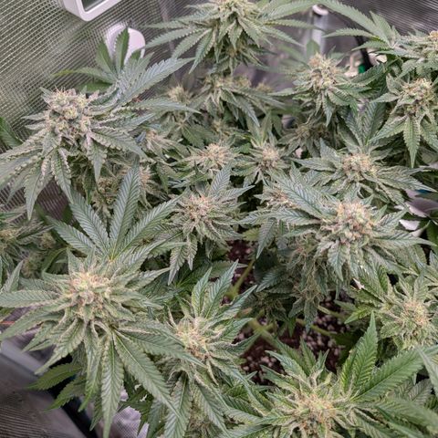 White Widow growlog timeline photo