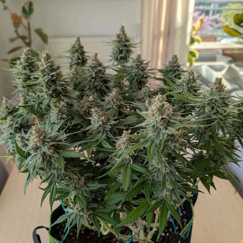 Green Poison growlog timeline photo