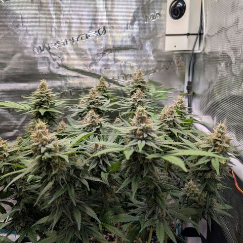 Green Poison growlog timeline photo