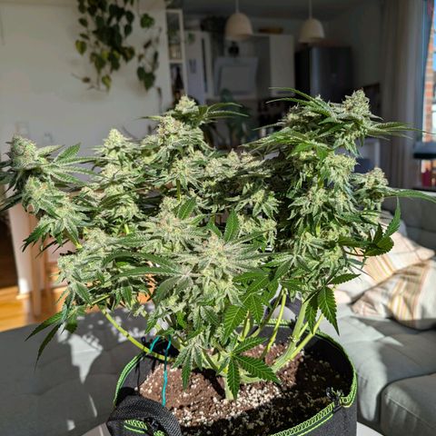 White Widow growlog timeline photo