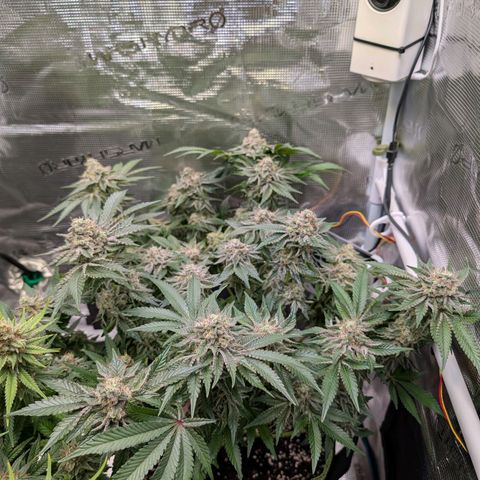 White Widow growlog timeline photo