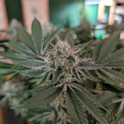 White Widow growlog timeline photo