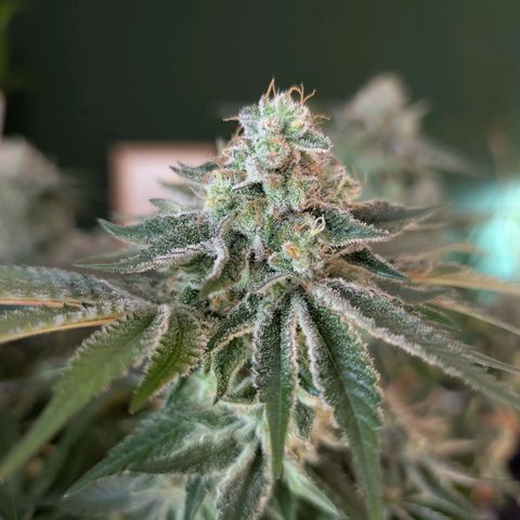 White Widow growlog timeline photo
