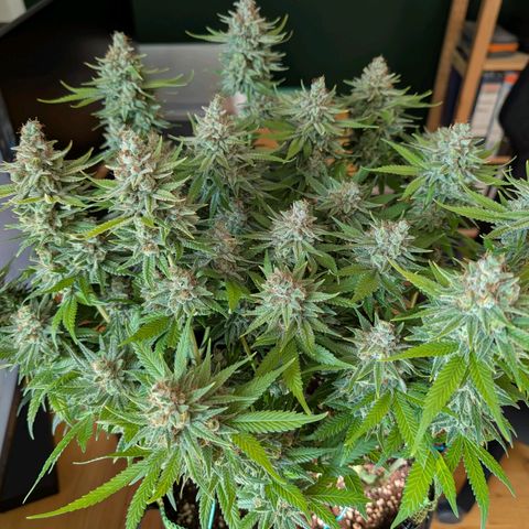 Green Poison growlog timeline photo