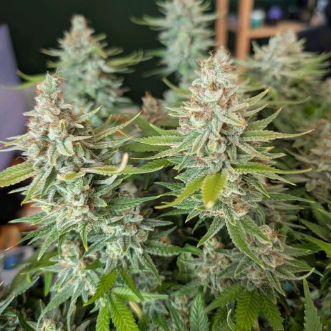Green Poison growlog timeline photo