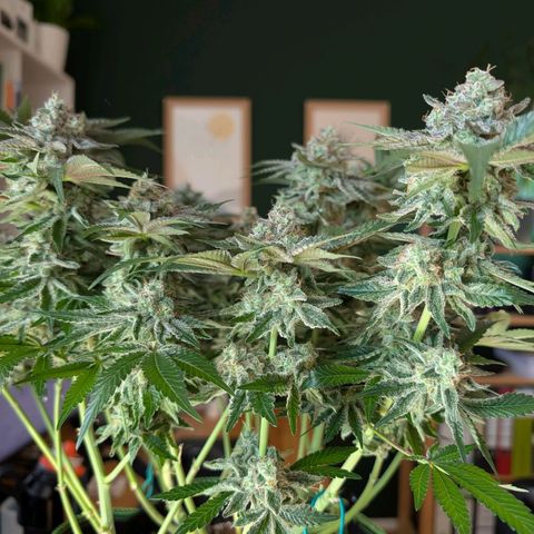 White Widow growlog timeline photo