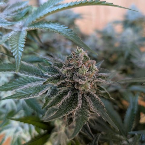 White Widow growlog timeline photo