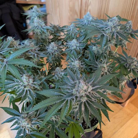 White Widow growlog timeline photo