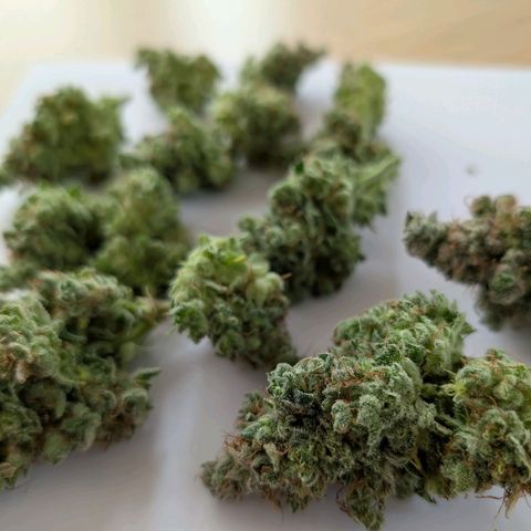 Green Poison growlog timeline photo