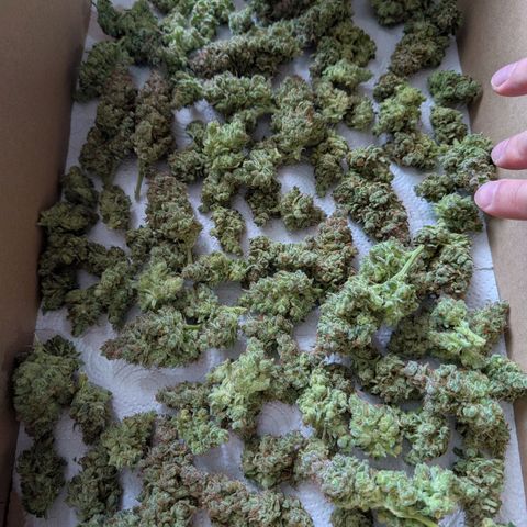 Green Poison growlog timeline photo