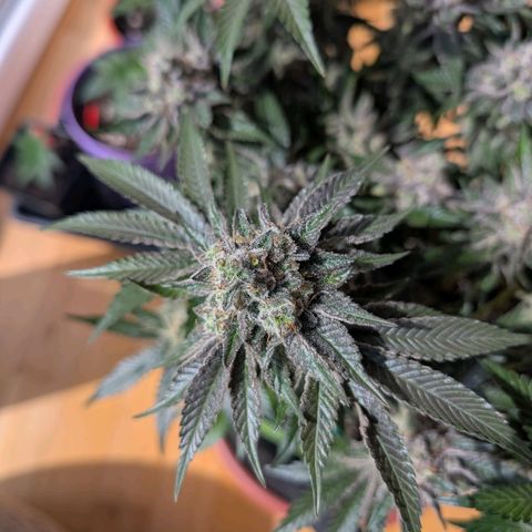 White Widow growlog timeline photo