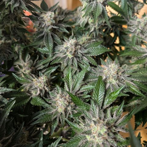 White Widow growlog timeline photo