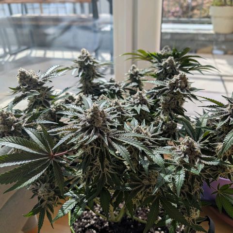 White Widow growlog timeline photo
