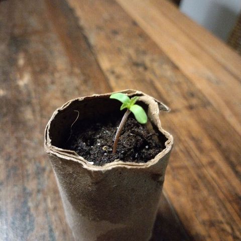 Watermelon growlog timeline photo