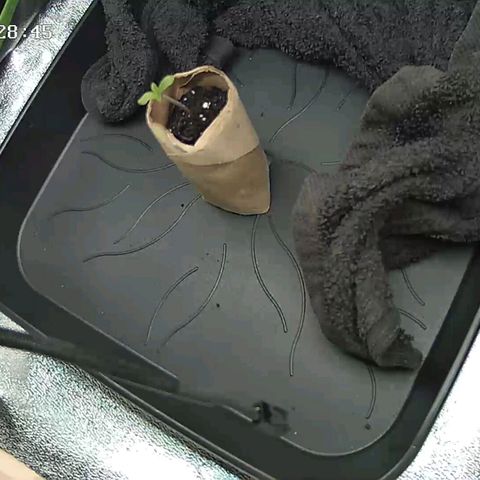 Watermelon growlog timeline photo